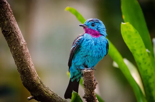 Smuk blå fugl download
