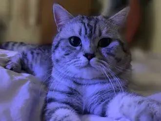 krasivyy kot skachat'