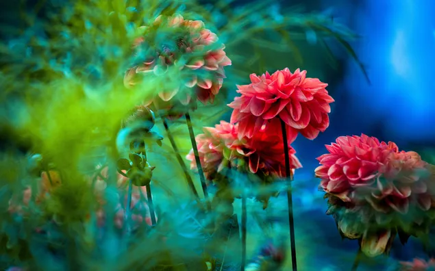 美しいダリアの花 4K 壁紙