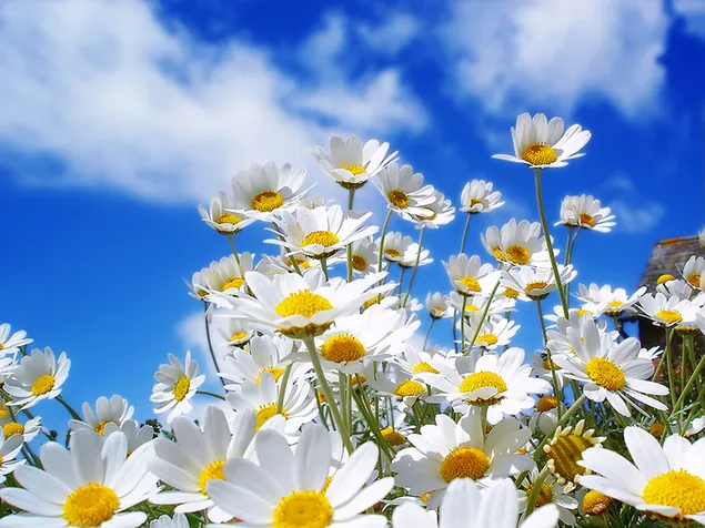 Beautiful daisy flower download