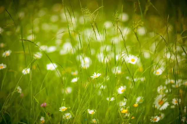 Pragtige madeliefie blomme in die veld 4K muurpapier
