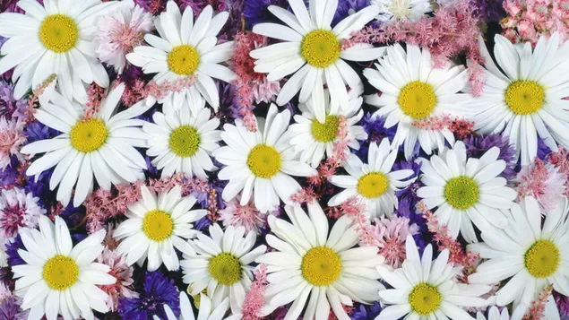 Bunga daisy yang indah HD wallpaper