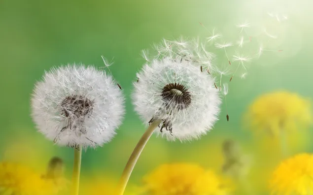 Schöne Löwenzahn-Blume 4K Hintergrundbild