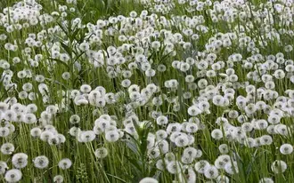 Bunga Dandelion yang Indah 2K wallpaper