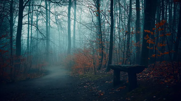 hermoso bosque oscuro