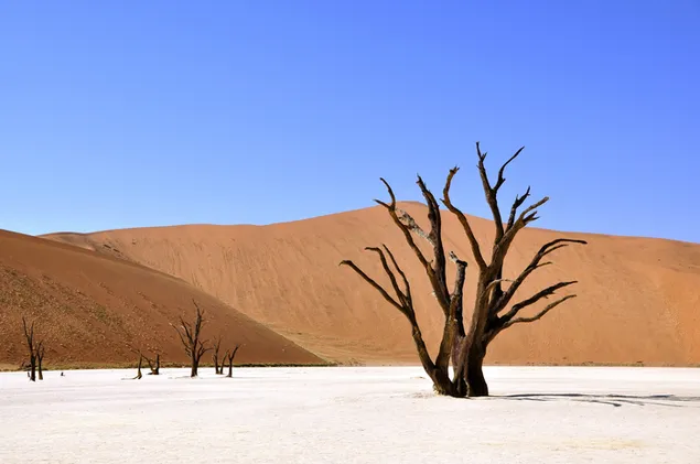 Beautiful dead trees in the desert download