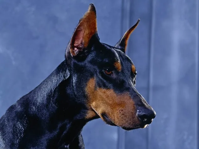Doberman Pinscher yang cantik HD kertas dinding