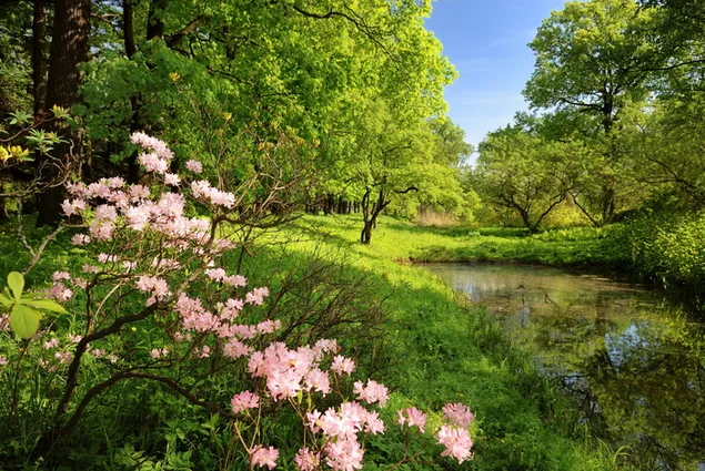 Schöne Blumen auf dem Hintergrund des Sumpfes 4K Hintergrundbild