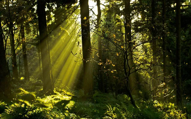 Schöne Waldhintergrundansicht HD Hintergrundbild