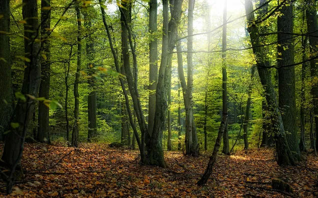 Beautiful forest background download