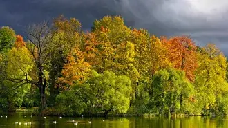beautiful forest weather download