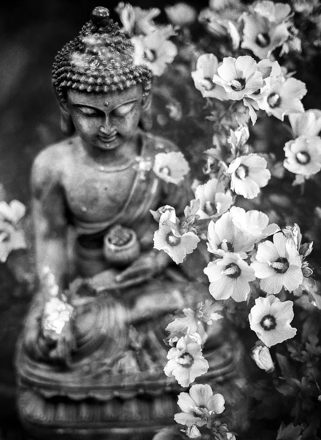 Красива статуя Гаутама Будди завантажити