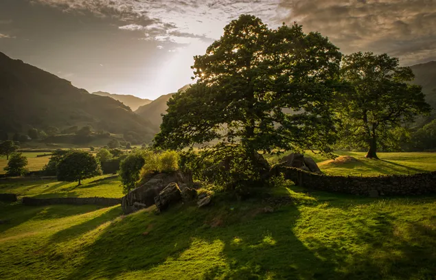 Bonica vista de fons de vegetació baixada