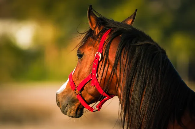 Beautiful horse head shoot blury background download