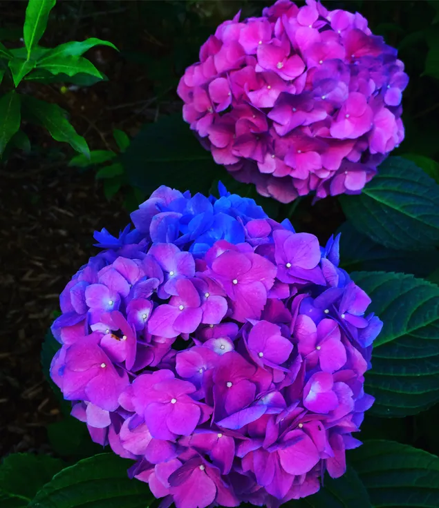 Hermosa flor de hortensia