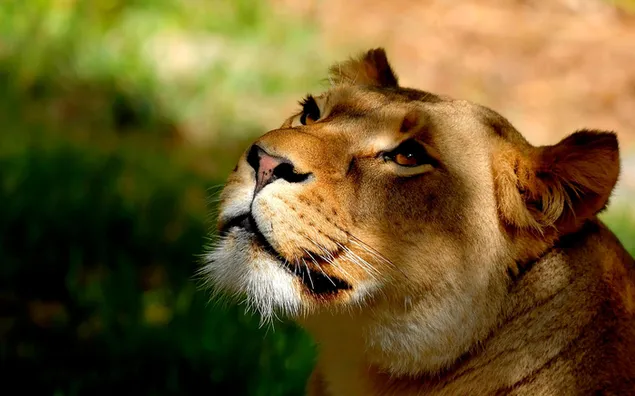 hermosa leona descargar