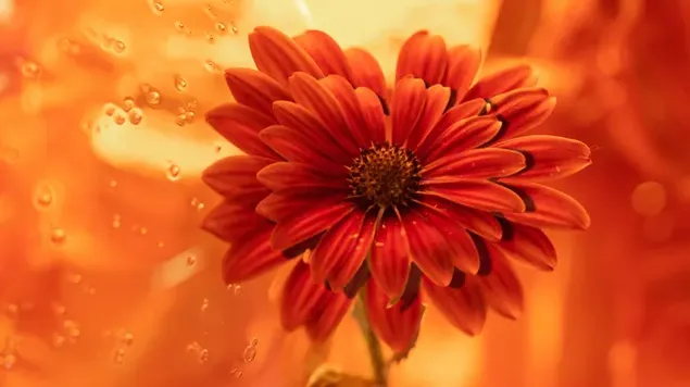 hoa cuc cam no dep tai xuong