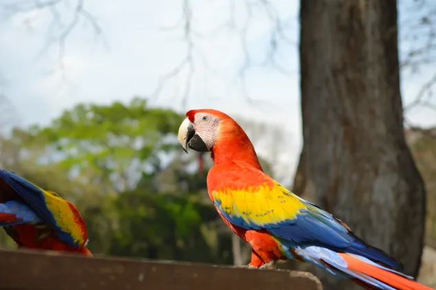 Beautiful parrot 