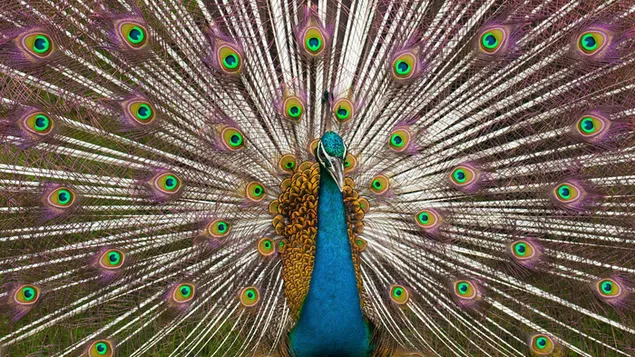 Beautiful Peacock download
