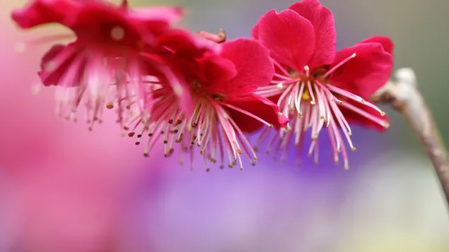 Schöne rosa Blüten im Zweig 2K Hintergrundbild