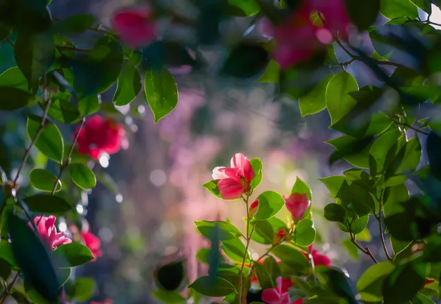 Schöne rosa Blüten 2K Hintergrundbild