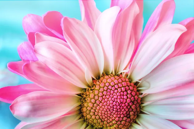 Bunga kelopak merah muda yang indah HD wallpaper
