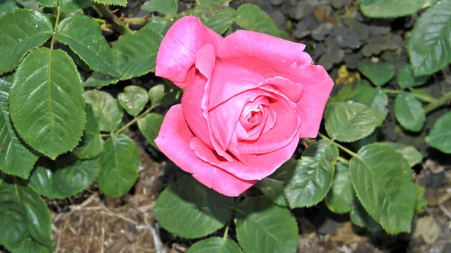 美しいピンクのバラ 4K 壁紙