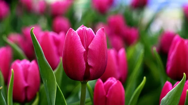 Smukke lyserøde tulipaner download