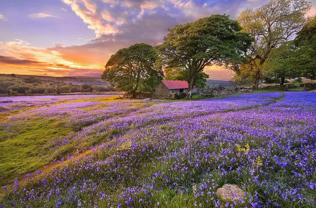 Schönes purpurrotes Blumenfeld 2K Hintergrundbild