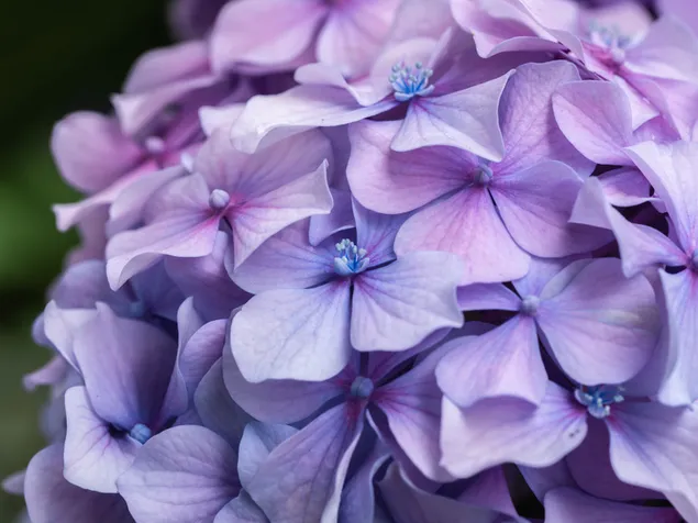美しい紫色のアジサイの花 4K 壁紙