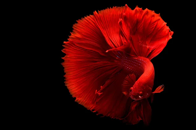 Smuk rød fisk med sort baggrund 4K tapet