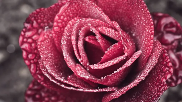Schöne rote Rose 4K Hintergrundbild