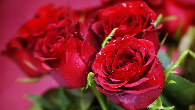 美しい赤いバラ ダウンロード