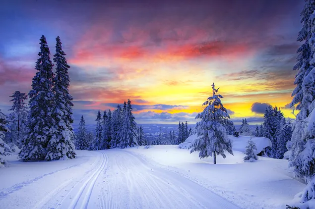 Jalan salju yang indah di hutan di musim dingin 2K wallpaper