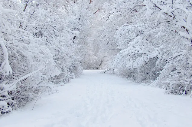 Hermosa vista de nieve del camino de invierno en el bosque HD fondo de pantalla