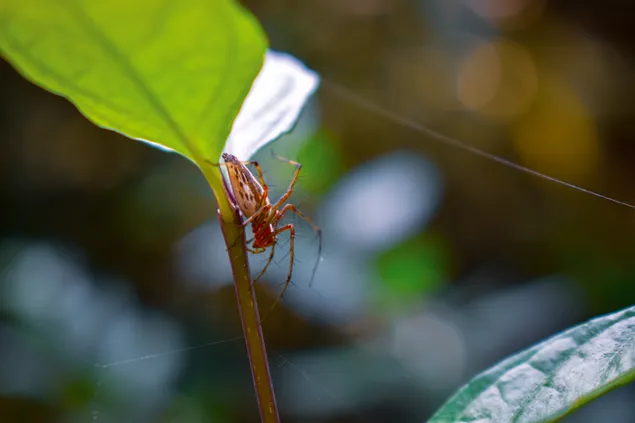 Schöne Spinne 4K Hintergrundbild