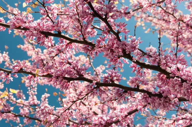 Schöne Frühlingsblumen im Baum 4K Hintergrundbild