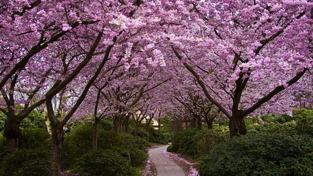 美しい春の風景の背景 HD 壁紙