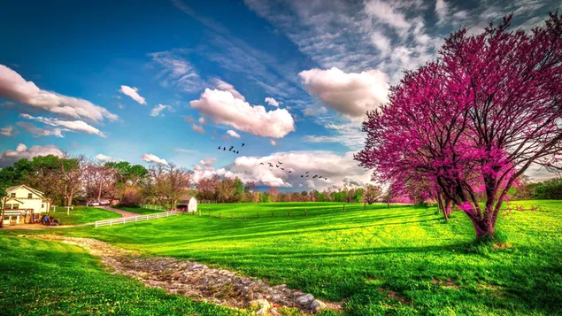 Schöne Frühlingslandschaft HD Hintergrundbild
