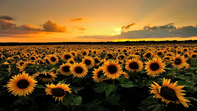 Beautiful sunflower 4K wallpaper