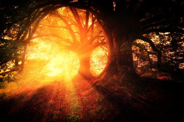 木の幹から出てくる美しい太陽光線 ダウンロード