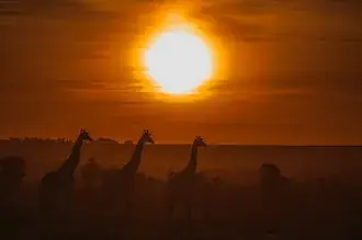 beau coucher de soleil de la vie sauvage telechargement
