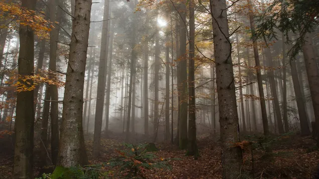 森の美しい景色 4K 壁紙