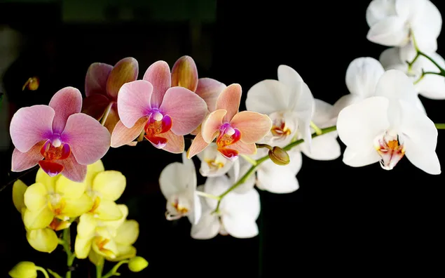 Schöne Aussicht auf Orchideen