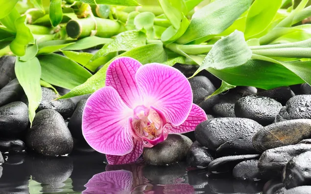 Beautiful view of pink orchids