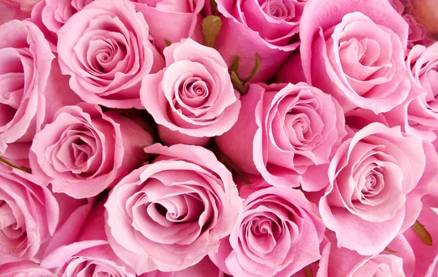 Hermosa vista de rosas rosadas 2K fondo de pantalla