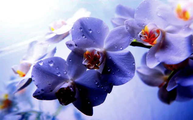 prachtig uitzicht op paarse orchideeën