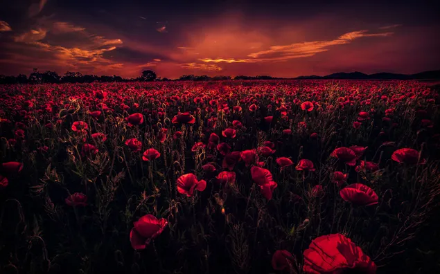 Beautiful view of sunset lighted clouds and flower field in dim light download