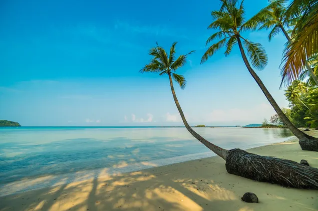 Smuk udsigt over den tropiske ø med palmeudsigt download