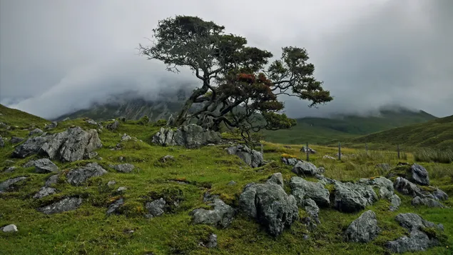 Hermoso clima en paisaje verde